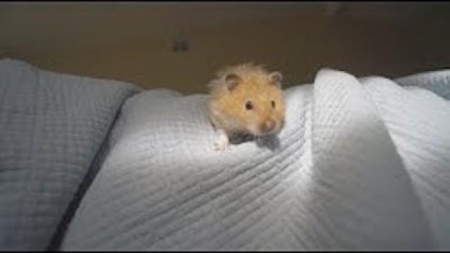 hanging out with our hamster in bed