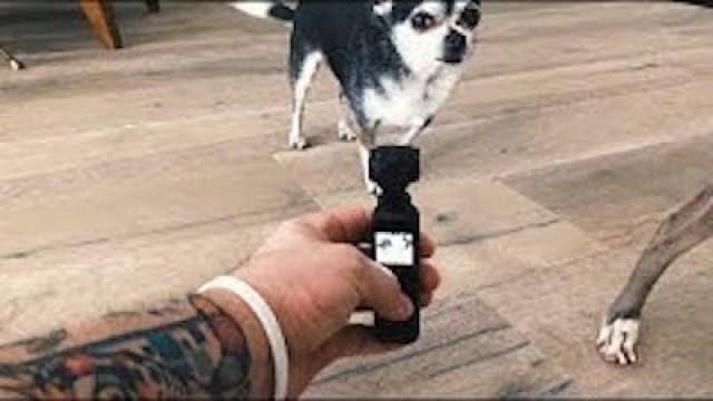 filming my dogs with this tiny camera