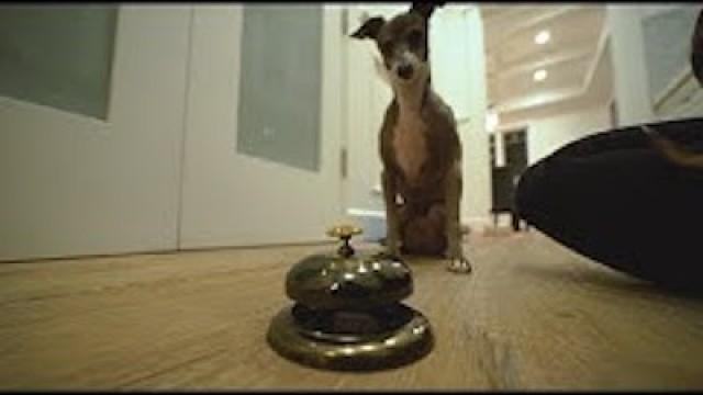 teaching our dogs to ring a bell for treats