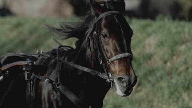 Le trot avec Bold Eagle