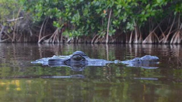 Lords of the Wetlands