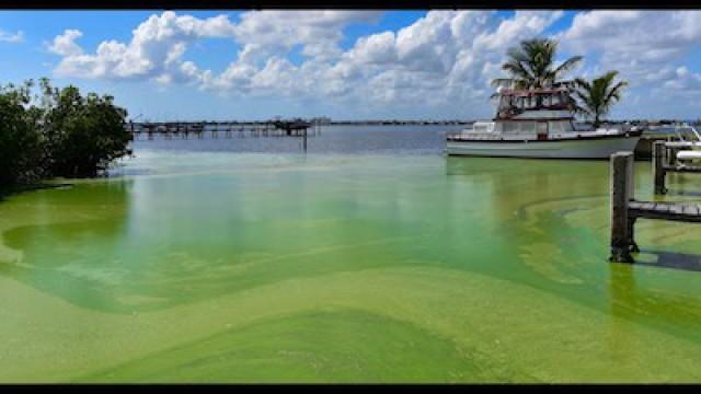 Toxic Algae: Complex Sources and Solutions