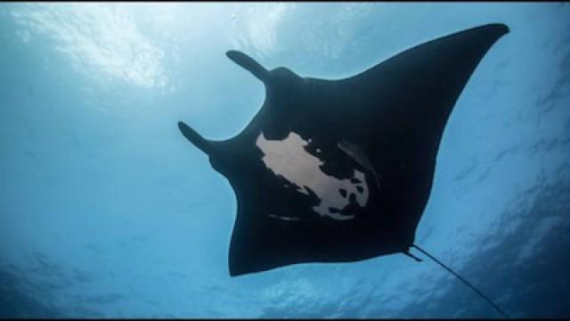 Majestic Mantas