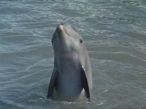 Flipper's Underwater Museum