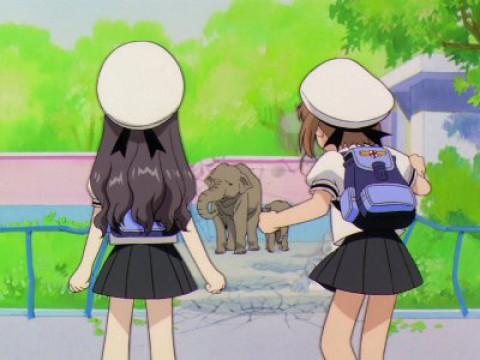 Sakura and the Mammoth Test of Strength