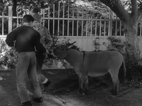 Three Boys and a Burro