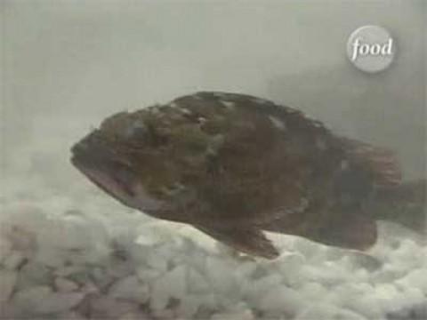 Chen vs Hiroshi Yamanobe (Scorpionfish)