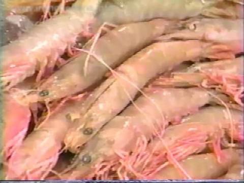 Chen vs Shinsuke Shimada (Fleshy Prawn)