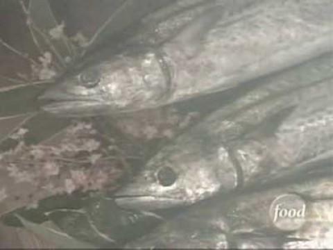 Chen vs Harada Mitsuro (Spanish Mackerel)