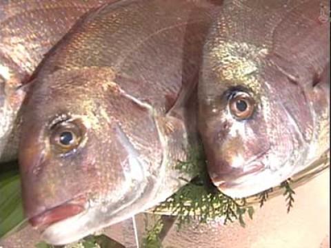 Michiba vs Tanabe Toshio (Sea Bream)