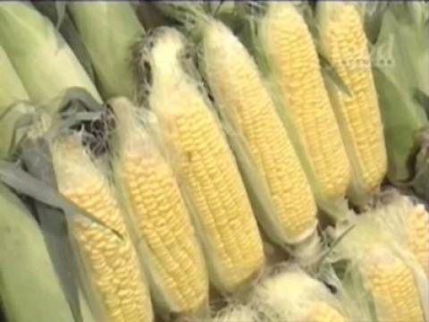 Michiba vs Keiji Nakazawa (Corn)