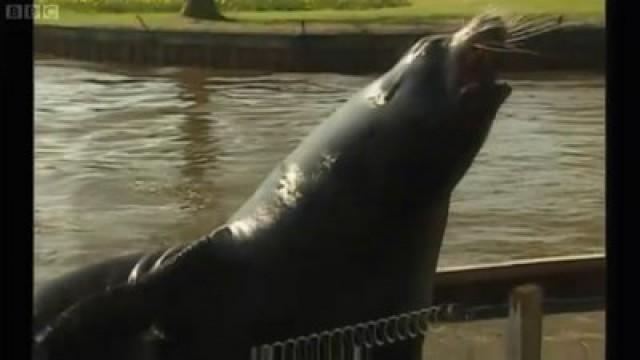 Sea Lions