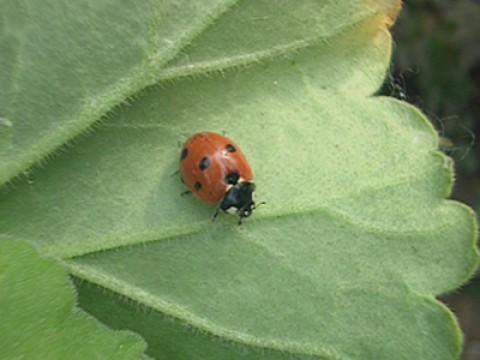 Ladybirds - Beetles