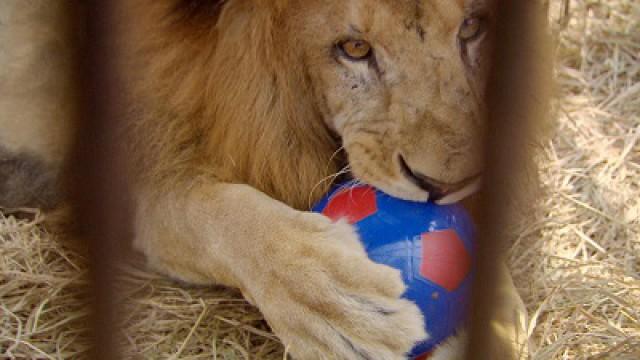 In God's Name, Saving the Lions, The Music of Zomba Prison