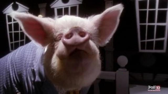 Le tribunal des animaux