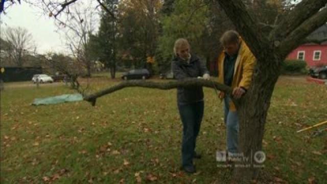 Tree Pruning; Installing a Shower Mixing Valve