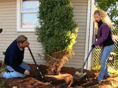 Transplanting a White Spruce; Extending a Staircase Handrail