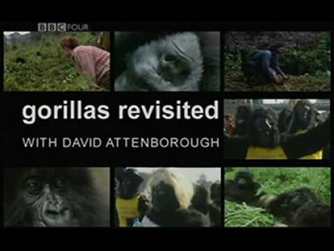 Gorillas Revisited