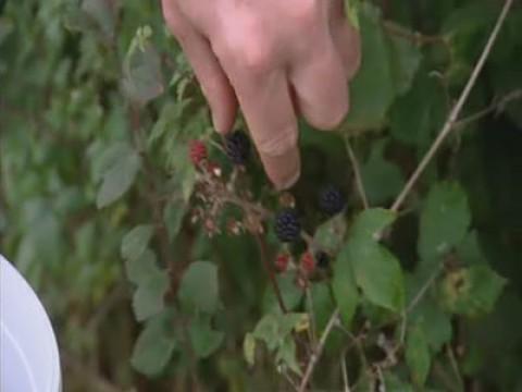 The View from River Cottage: The Wild Harvest