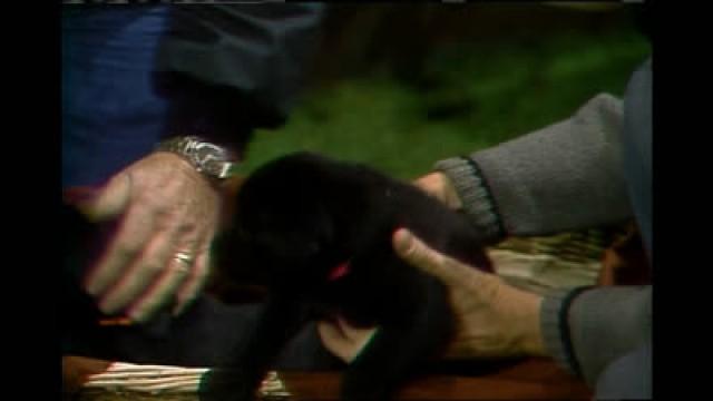 Families: Mister Rogers Talks About Adoption