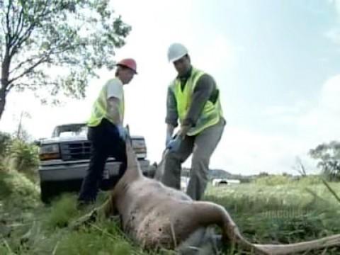 Roadkill Cleaner