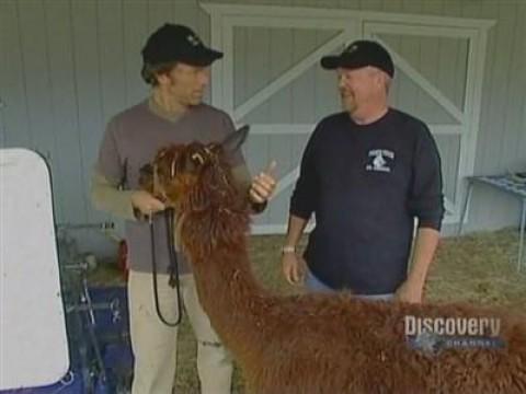 Alpaca Shearer