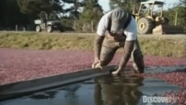 Cranberry Farmer