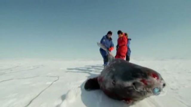 Greenland Shark Quest