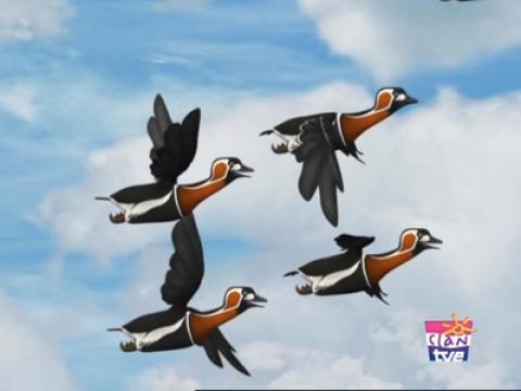 Die Gänse-Verfolgungsjagd