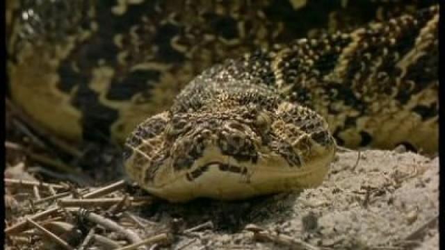 Serpent: Through the Eyes of the Snake