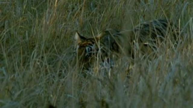 Tiger: The Elusive Princess