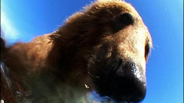 Bears: Spy in the Woods