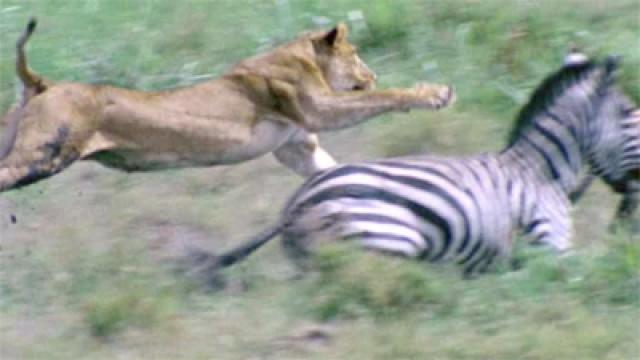 Lions: Spy in the Den