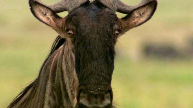 Trek: Spy on the Wildebeest (1)