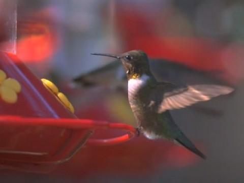 Hummingbirds: Jewelled Messengers