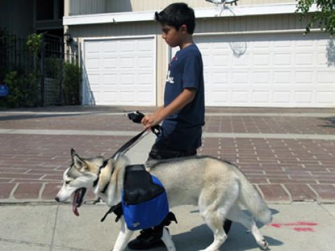 A Dog and His Boy/Mobile Vet