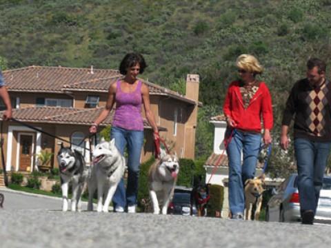 Vecinos y perros desesperados