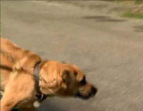 Isis, Tina, Nugget and Katrina Dogs