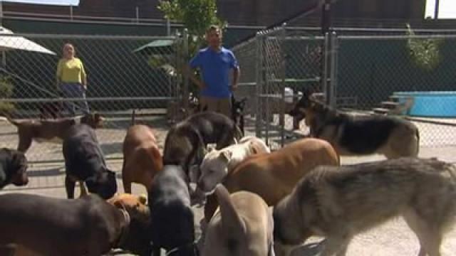 Power of the Pack