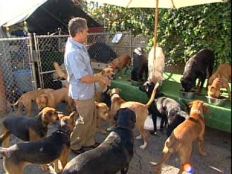 Cesar Feeds His Pack