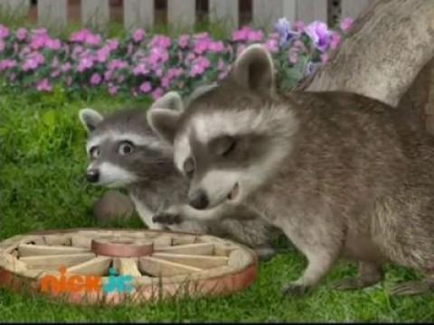 Save the Raccoon!