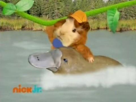 Save the Platypus!