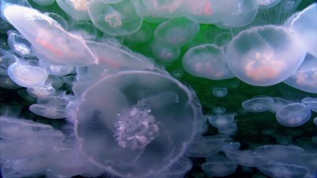 Invasion of the Giant Jellyfish