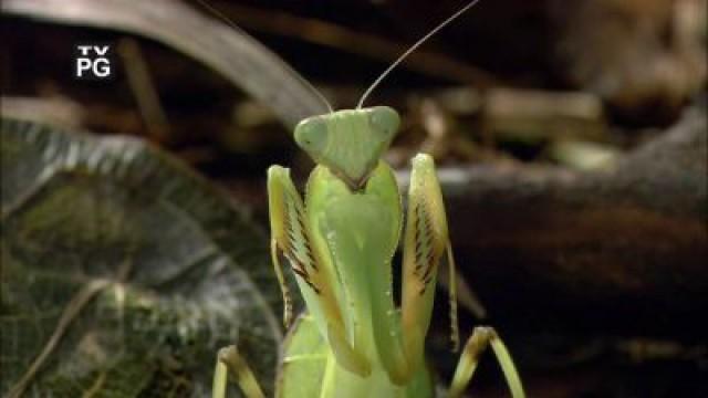 Alien Insect - Praying Mantis