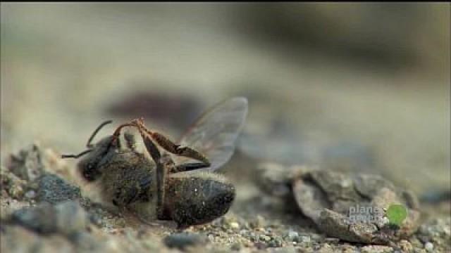 The Last Beekeeper