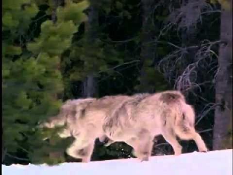 Wolves at Our Door