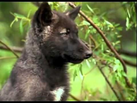 Living with Wolves