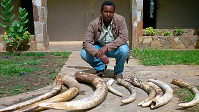 Ivory Wars: Out of Africa