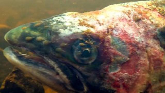 Salmon Farming Exposed