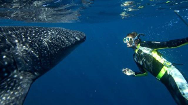 Whale Sharks